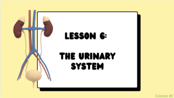 The Urinary System